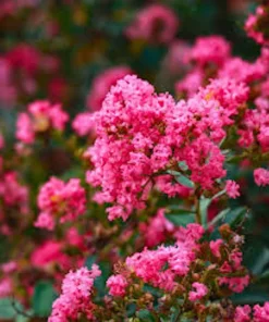Pink Crape Myrtle Bush Live Plant 12-18" Starter Quart Pot Outdoor - Image 2