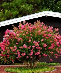 Pink Crape Myrtle Bush Live Plant 12-18