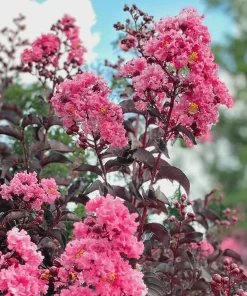 Pink Crape Myrtle Bush Live Plant 12-18