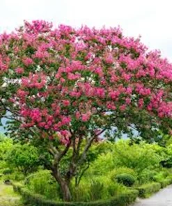 Pink Crape Myrtle Bush Live Plant 12-18
