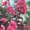 Pink Crape Myrtle Bush Live Plant 12-18" Starter Quart Pot Outdoor - Image 1