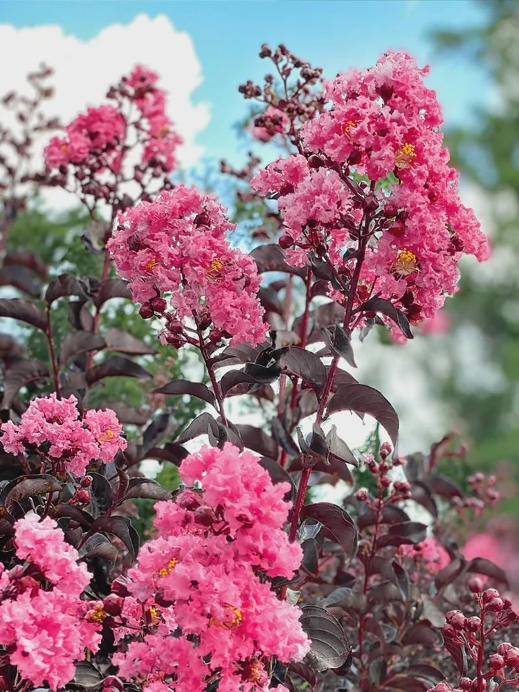 Pink Crape Myrtle Bush Live Plant 12-18" Starter Quart Pot Outdoor - Image 1