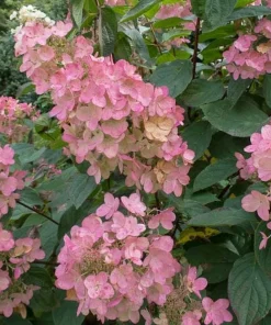 Pink Diamond Hydrangea Bare Root Plant - 10-Pack Starter Plants 6-8" Tall - Outdoor Shrub - Image 2