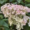 Pink Diamond Hydrangea Bare Root Plant - 10-Pack Starter Plants 6-8" Tall - Outdoor Shrub - Image 1