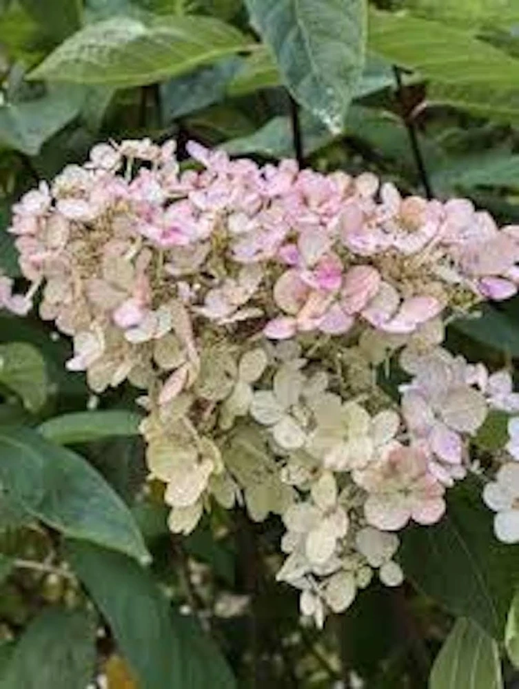 Pink Diamond Hydrangea Bare Root Plant - 10-Pack Starter Plants 6-8" Tall - Outdoor Shrub - Image 1