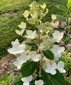 Pink Diamond Hydrangea Bare Root Plant - 10-Pack Starter Plants 6-8