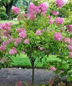Pink Diamond Hydrangea Bare Root Plant - 3 Pack, 6-8