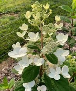 Pink Diamond Hydrangea Starter Plant – 6-8