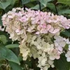 Pink Diamond Hydrangea Starter Plant – 6-8" Tall Bare Root – Hydrangea paniculata - Image 1