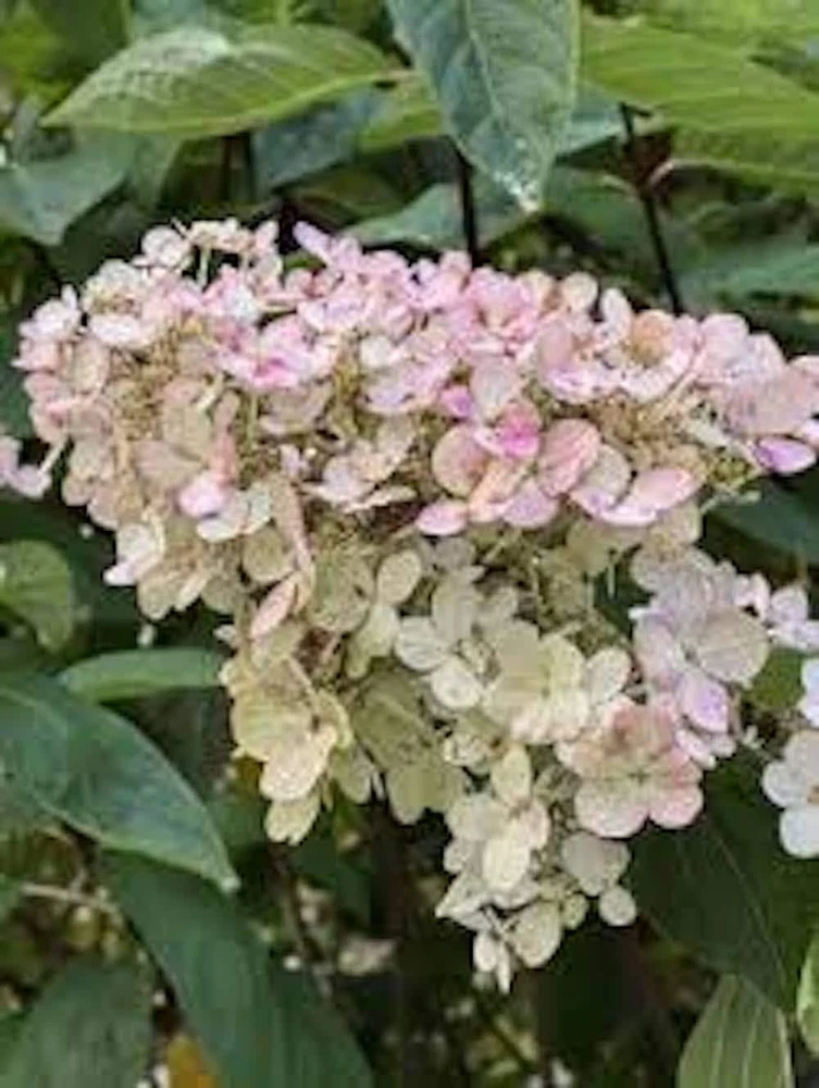 Pink Diamond Hydrangea Starter Plant – 6-8" Tall Bare Root – Hydrangea paniculata - Image 1