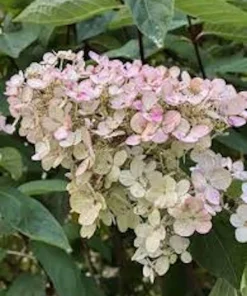 Pink Diamond Hydrangea Starter Plant – 6-8