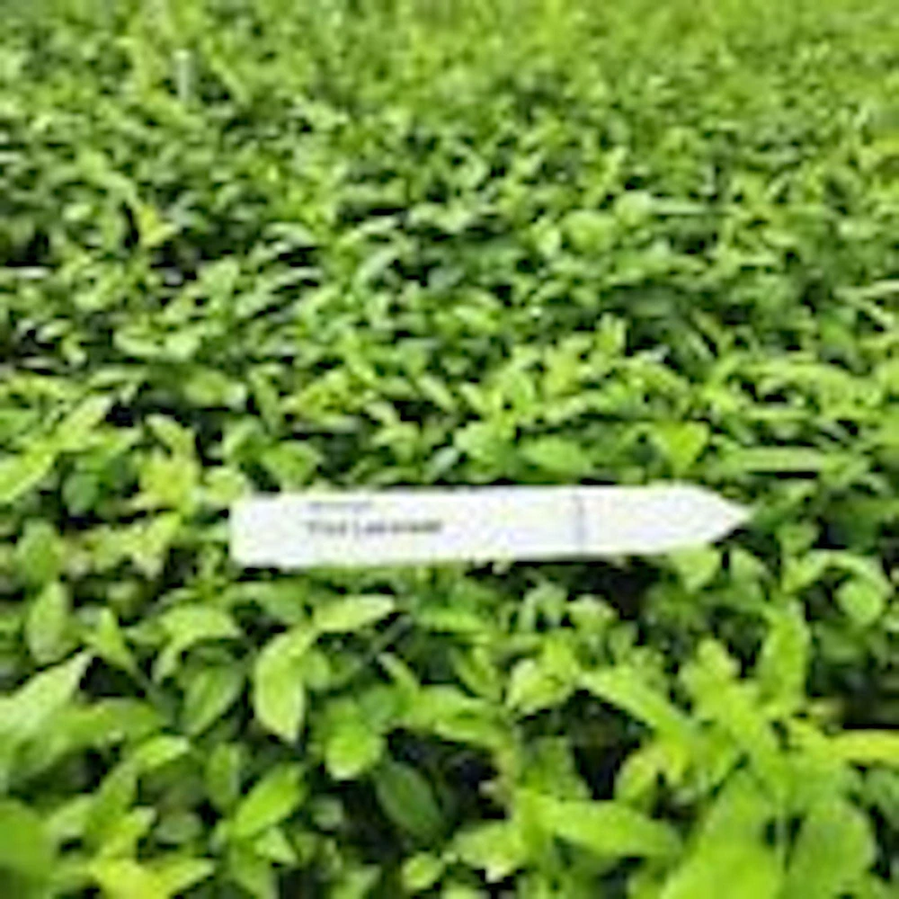 Pink Lemonade Blueberry Live Plant - Rabbiteye Vaccinium Shrub, Edible Fruit, 3-4 ft Tall - Image 10