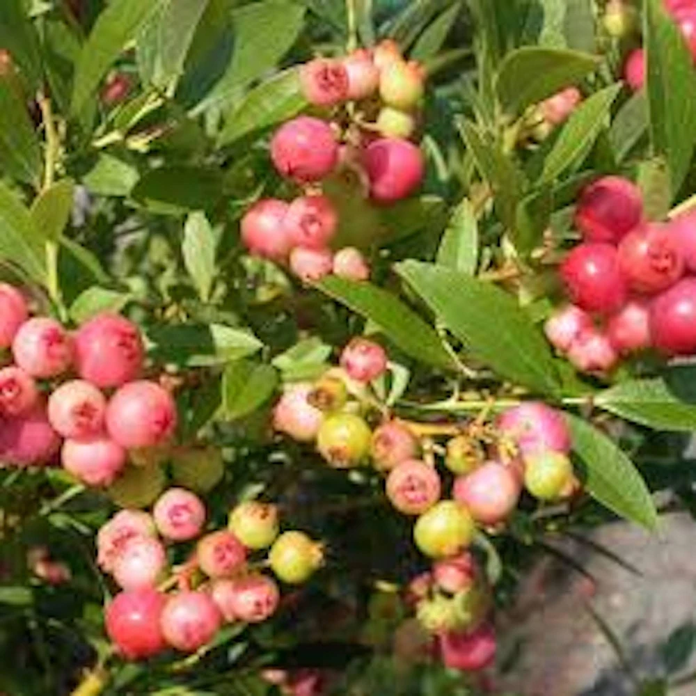 Pink Lemonade Blueberry Live Plant - Rabbiteye Vaccinium Shrub, Edible Fruit, 3-4 ft Tall - Image 2