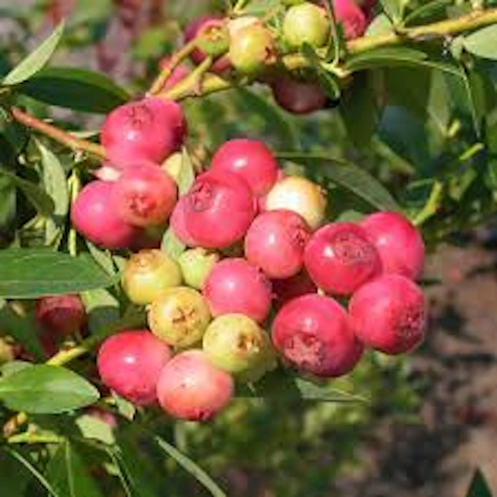 Pink Lemonade Blueberry Live Plant - Rabbiteye Vaccinium Shrub, Edible Fruit, 3-4 ft Tall - Image 4