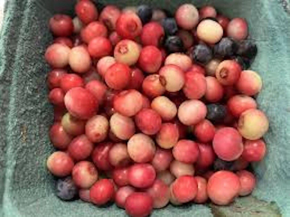 Pink Lemonade Blueberry Live Plant - Rabbiteye Vaccinium Shrub, Edible Fruit, 3-4 ft Tall - Image 5