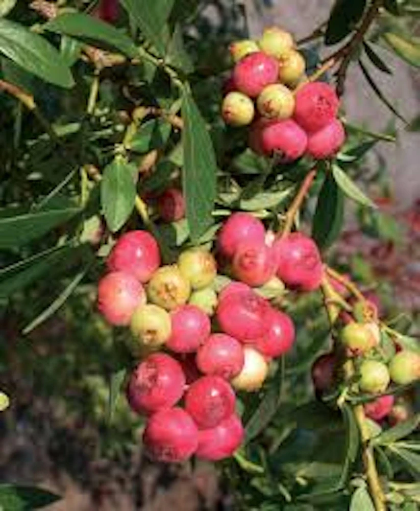 Pink Lemonade Blueberry Live Plant - Rabbiteye Vaccinium Shrub, Edible Fruit, 3-4 ft Tall - Image 6
