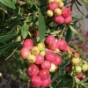 Pink Lemonade Blueberry Live Plant - Rabbiteye Vaccinium Shrub, Edible Fruit, 3-4 ft Tall - Image 1