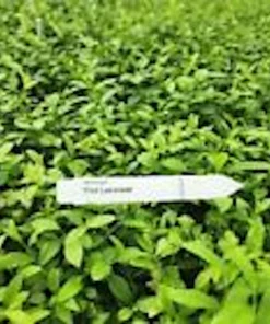 Pink Lemonade Blueberry Live Plant – Vaccinium Rabbiteye – Perennial Fruit Shrub - Image 10