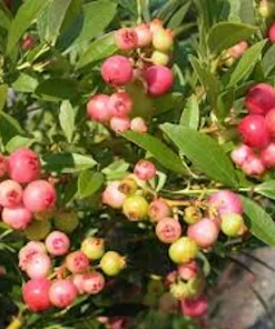Pink Lemonade Blueberry Live Plant – Vaccinium Rabbiteye – Perennial Fruit Shrub - Image 2