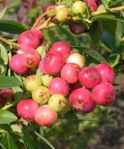 Pink Lemonade Blueberry Live Plant – Vaccinium Rabbiteye – Perennial Fruit Shrub - Image 4