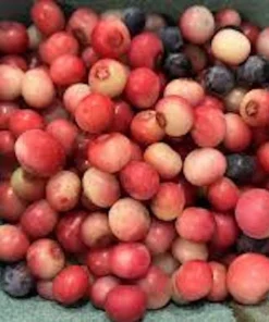 Pink Lemonade Blueberry Live Plant – Vaccinium Rabbiteye – Perennial Fruit Shrub - Image 9