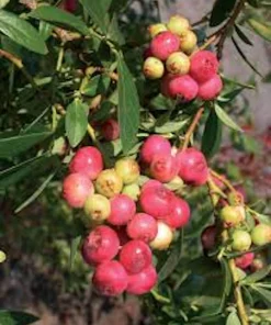 Pink Lemonade Blueberry Live Plant – Vaccinium Rabbiteye – Perennial Fruit Shrub - Image 1