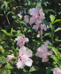 Pink Rose of Sharon Hibiscus syriacus Live Plant – 12-24