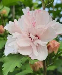 Pink Rose of Sharon Hibiscus syriacus Live Plant – 12-24" Tall Starter, Quart Pot - Image 2