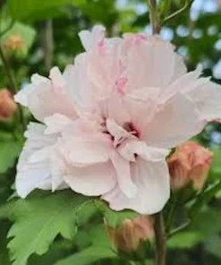 Pink Rose of Sharon Hibiscus syriacus Live Plant – 12-24