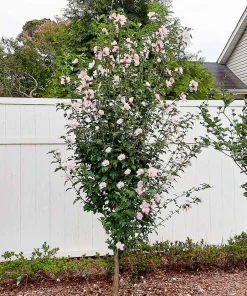 Pink Rose of Sharon Hibiscus syriacus Live Plant – 12-24