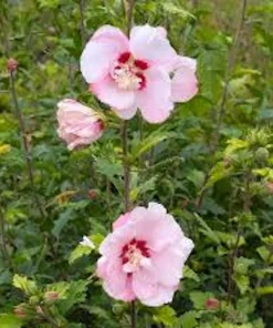Pink Rose of Sharon Hibiscus syriacus Live Plant – 12-24