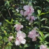 Pink Rose of Sharon Hibiscus syriacus Live Plant – 12-24" Tall – Quart Pot – Outdoor Shrub - Image 1