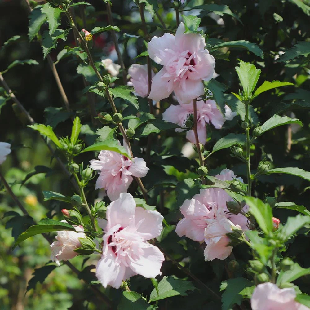 Pink Rose of Sharon Hibiscus syriacus Live Plant - 3 Althea Starter Plants, 12-24" Tall, Quart Pot - Image 1