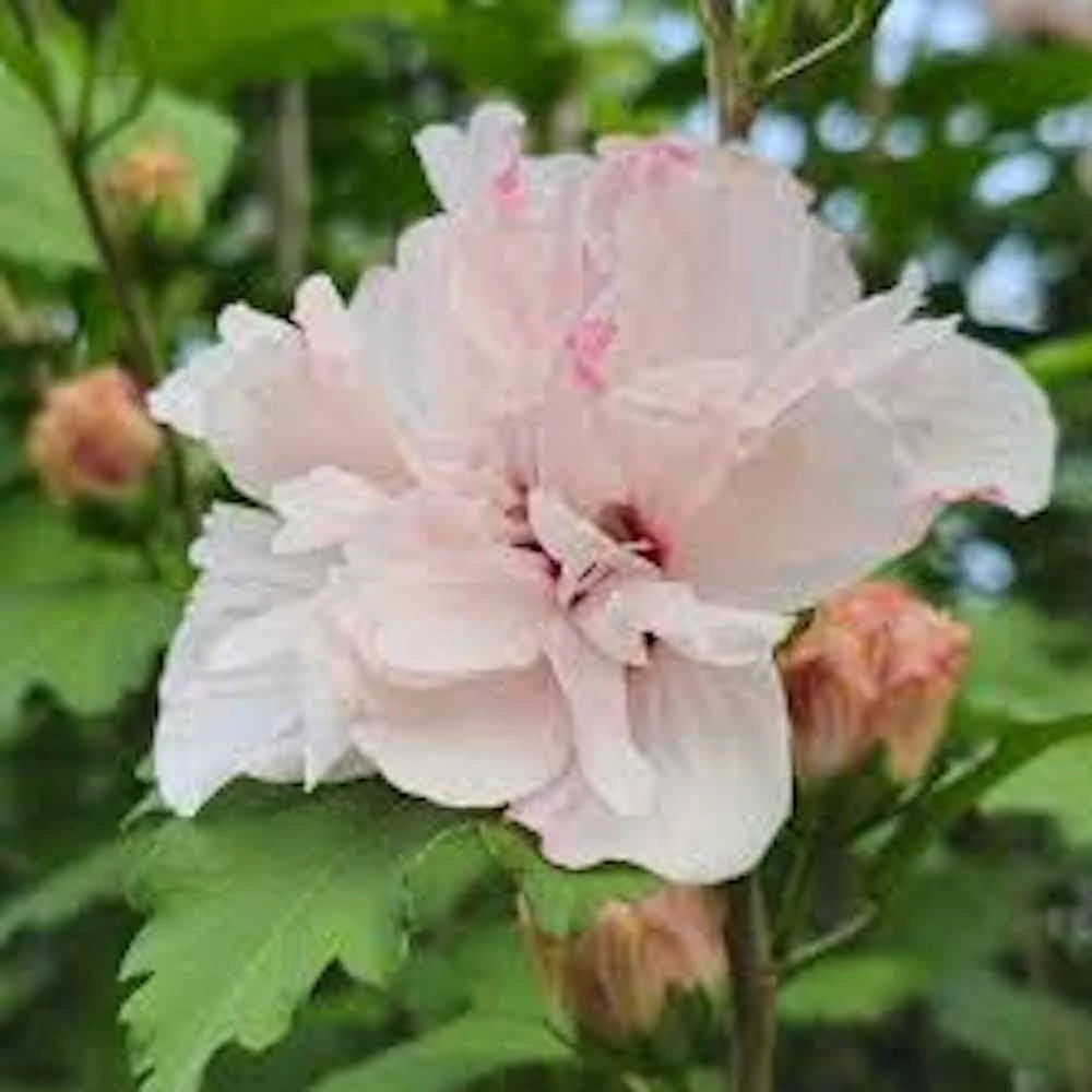 Pink Rose of Sharon Hibiscus syriacus Live Plant - 3 Althea Starter Plants, 12-24" Tall, Quart Pot - Image 2