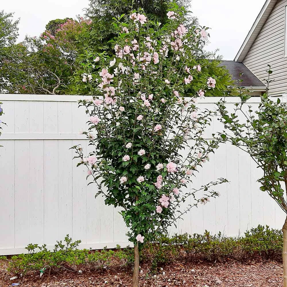 Pink Rose of Sharon Hibiscus syriacus Live Plant - 3 Althea Starter Plants, 12-24" Tall, Quart Pot - Image 3
