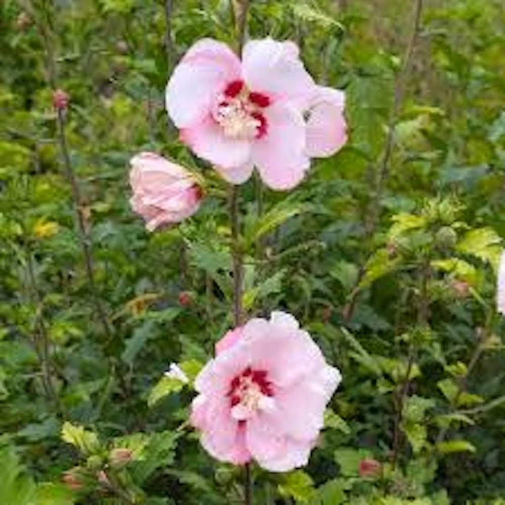 Pink Rose of Sharon Hibiscus syriacus Live Plant - 3 Althea Starter Plants, 12-24" Tall, Quart Pot - Image 4
