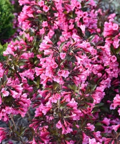 Pink Weigela Shrub Live Plant - Weigela florida 12-24in Starter - Image 1
