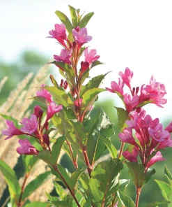 Pink Weigela Shrub Live Plant - Weigela florida 12-24in Starter - Image 2