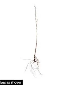 Pixwell Gooseberry Live Plant - Ribes Uva-Crispa Fruit Bush - 2 Year Old - Zones 3-8 - Image 2