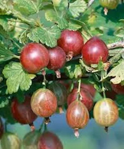 Pixwell Gooseberry Live Plant - Ribes Uva-Crispa Fruit Bush - 2 Year Old - Zones 3-8 - Image 3