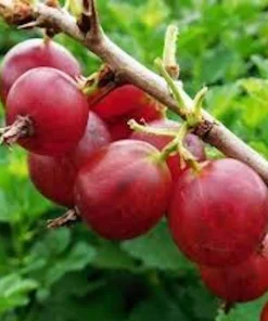 Pixwell Gooseberry Live Plant - Ribes Uva-Crispa Fruit Bush - 2 Year Old - Zones 3-8 - Image 5
