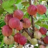Pixwell Gooseberry Live Plant - Ribes Uva-Crispa Fruit Bush - 2 Year Old - Zones 3-8 - Image 1