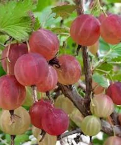 Pixwell Gooseberry Live Plant - Ribes Uva-Crispa Fruit Bush - 2 Year Old - Zones 3-8 - Image 1