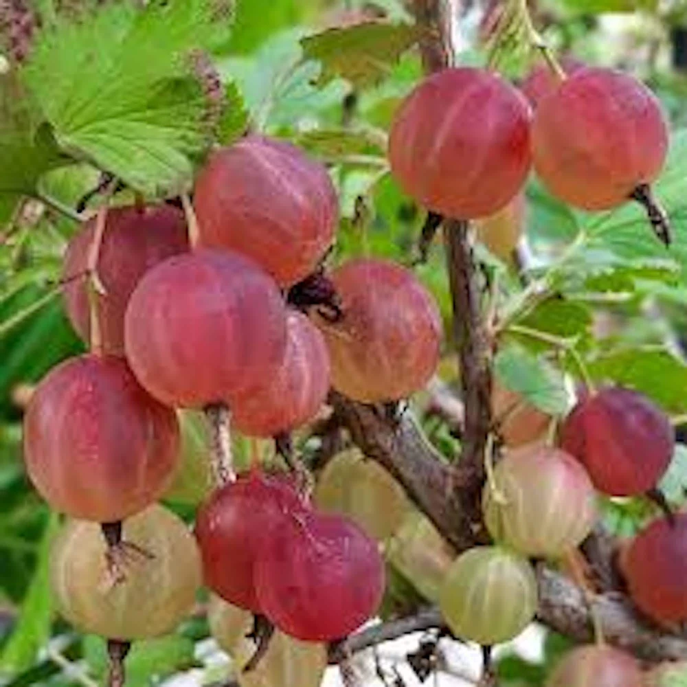 Pixwell Gooseberry Live Plant - Ribes Uva-Crispa Fruit Bush - 2 Year Old - Zones 3-8 - Image 1