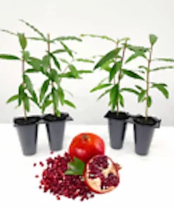 Pomegranate Live Plant - Punica Granatum Edible Fruit Tree - Zones 7-11 - Image 3