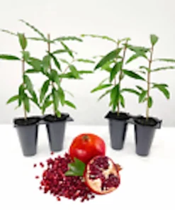 Pomegranate Live Plant - Punica Granatum Edible Fruit Tree - Zones 7-11 - Image 6
