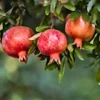 Pomegranate Live Plant - Punica Granatum Edible Fruit Tree - Zones 7-11 - Image 1