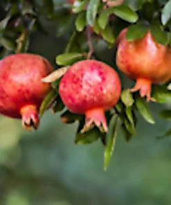 Pomegranate Live Plant - Punica Granatum Edible Fruit Tree - Zones 7-11 - Image 1