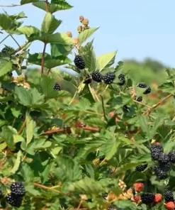 Ponca Thornless Blackberry Live Plant - Rooted Starter - Zones 5-9 - Image 2