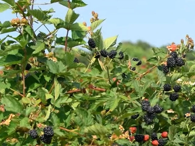 Ponca Thornless Blackberry Live Plant - Rooted Starter - Zones 5-9 - Image 2